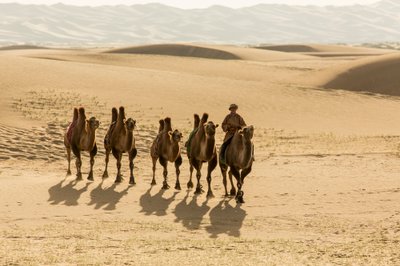 Karavan med baktriska kameler i södra Gobiöknen, Mongoliet, 2013 (foto) av Ira Block