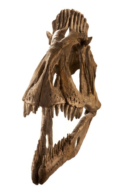 Cryolophosaurus avgjuten vid Augustana College, Rock Island, Illinois. av Ira Block