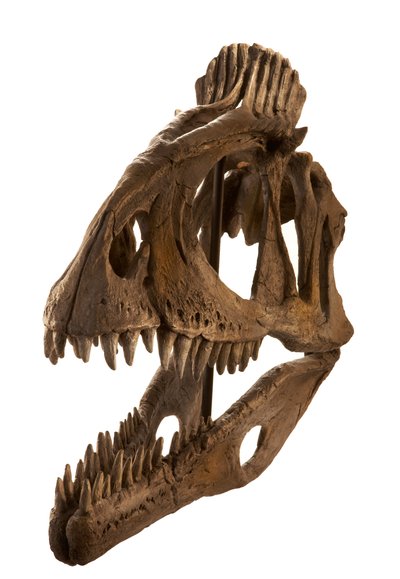 Cryolophosaurus avgjuten vid Augustana College, Rock Island, Illinois. av Ira Block