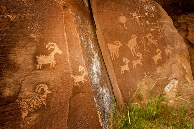 I Nine Mile Canyon, paneler med får nära petroglyfplatsen Sandhill Crane, 2005 (foto) av Ira Block