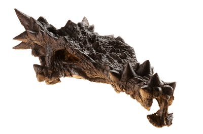 Dracorex-skallen på Children