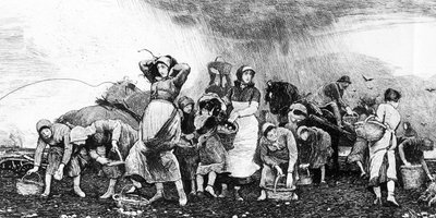 Potatisskörd, ca 1870-talet av Irish School