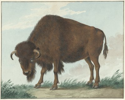 Bison av Isaac van Haastert