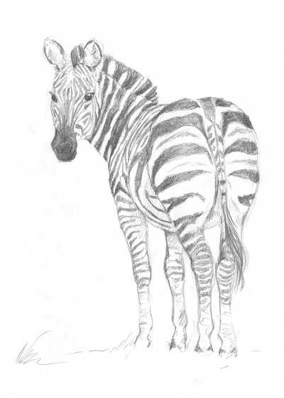 Zebra av Isabelle Brent
