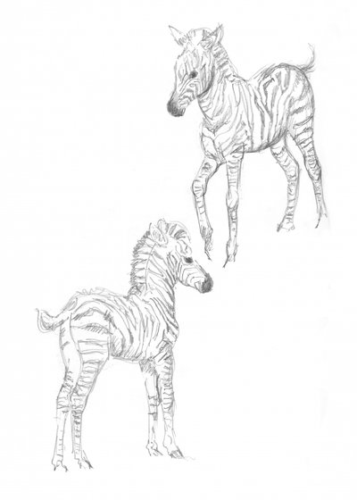 Zebraföl av Isabelle Brent