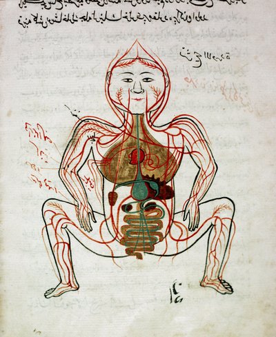 Arabisk medicin: "" blodcirkulation och matsmältningssystem"" Miniatyr av anatomimanuskriptet "" Tashrih bi al-Taswir"" (kroppens anatomi) av Mansur (Mansur) ibn Ilyas (cirka 1390) 1600-talets Istanbul, universitetsbiblioteket av Islamic School