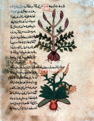 Sida från ett medicinskt herbarium (manuskript av Islamic School