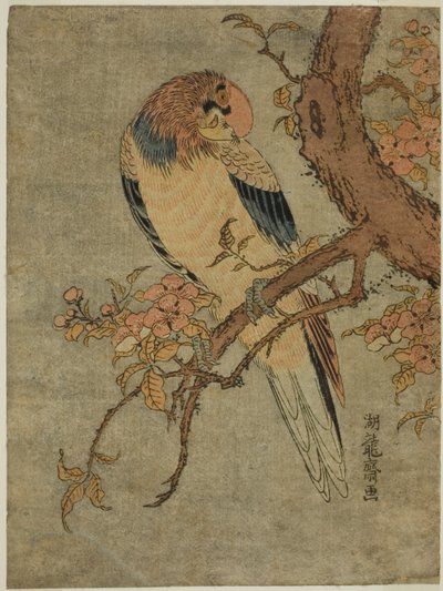 Papegoja på Quince Tree av Isoda Koryusai