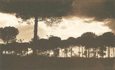 Ravenna, La Pineta di Classe (svartvitt foto) av Italian Photographer