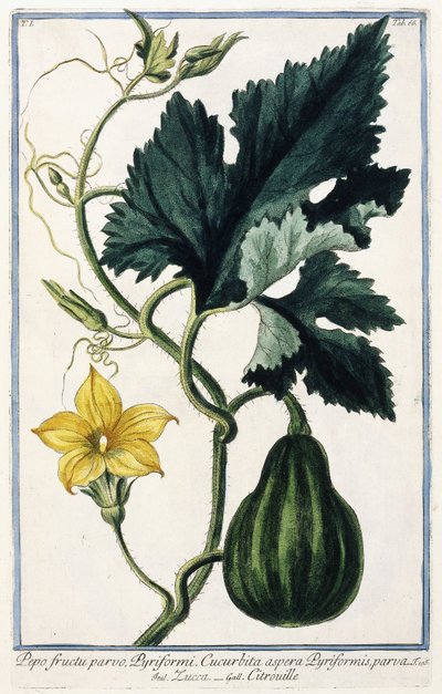 En pumpa, 1772-1784 av Italian School