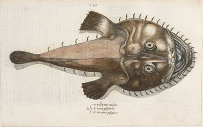 En paddafisk, illustration från 