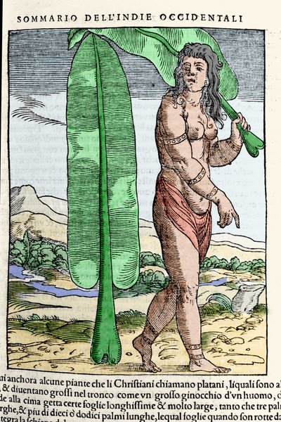 En västindisk inföding som står vid ett tobaksblad. Gravyr från boken "" Navigationi och Viaggi"" vol. III av Giovanni Battista Ramusio (1485-1557), Venedig 1565. av Italian School