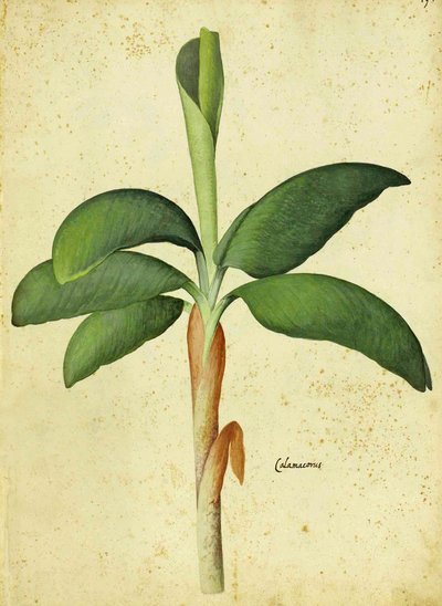 Acorus calamus av Ulisse Aldrovandi av Italian School