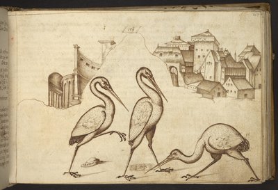 Lägg till. 82955, f.107   Ibisar (