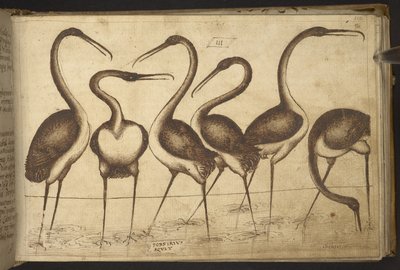 Lägg till. 82955, f.110 Fåglar.   , från Historia Animalium, (bestående av 245 ritningar med penna och bläck av olika djurarter och mytiska varelser, var och en åtföljd av en beskrivning.)    1595 av Italian School