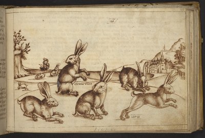 Lägg till. 82955, f.165 Kaniner (