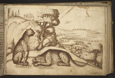 Lägg till. 82955, f.176 Leoparder (
