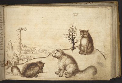 Lägg till. 82955, f.183 Vilda katter (