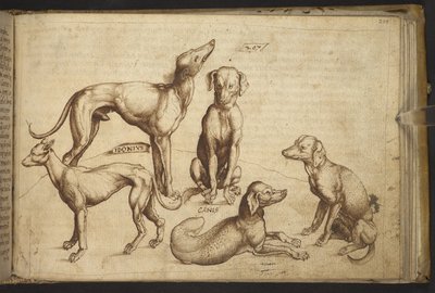 Lägg till. 82955, f.206 Hundar av olika raser ("canis").  , från Historia Animalium, (bestående av 245 ritningar med penna och bläck av olika djurarter och mytiska varelser, var och en åtföljd av en beskrivning.)    1595 av Italian School