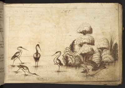Lägg till. 82955, f.26 Vadarfåglar (