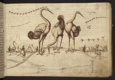 Lägg till. 82955, f.33 Tranor (