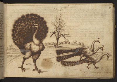 Lägg till. 82955, f.53 Påfåglar (
