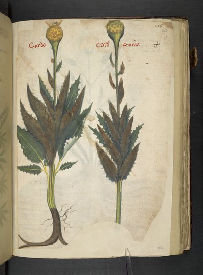 Lägg till MS 41623 f.102r Cardo 