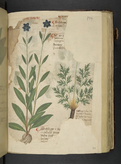 Lägg till MS 41623 f.104r Sassifraga, från 