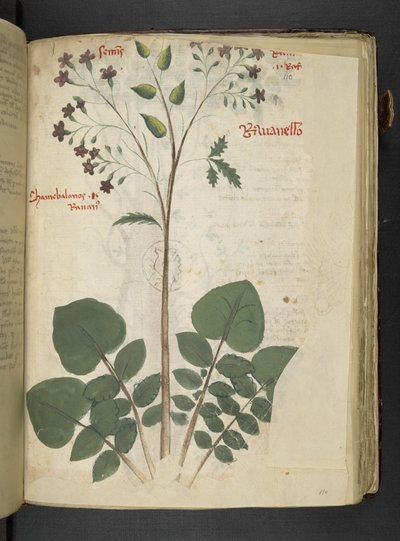 Lägg till MS 41623 f.110r 