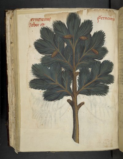 Lägg till MS 41623 f.111v Pine, från en 
