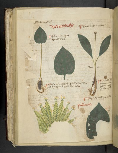 Lägg till MS 41623 f.112v Pulmonaria, från 