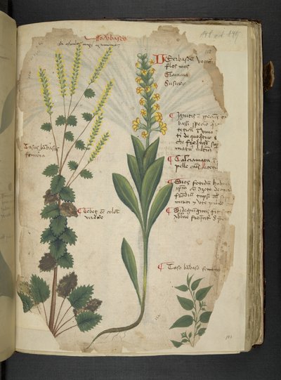 Lägg till MS 41623 f.113r 