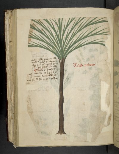 Lägg till MS 41623 f.113v Tarro Arboro, från 