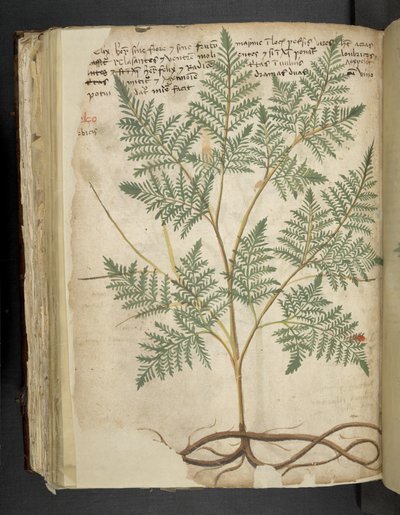 Lägg till MS 41623 f.114v 