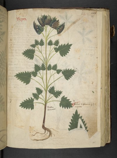 Lägg till MS 41623 f.115r Nepta, från 