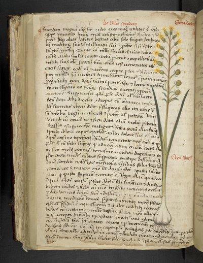 Lägg till MS 41623 f.119v 