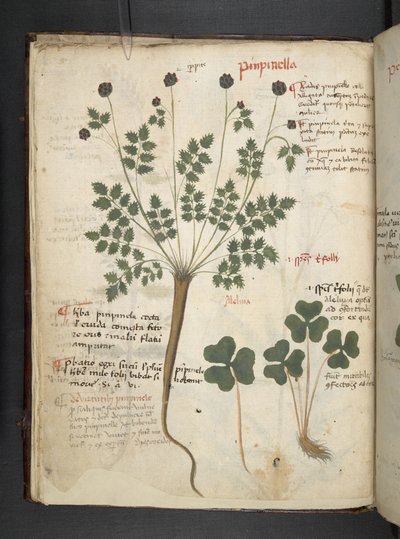Lägg till MS 41623 f.14v A herbal, Belluno (bläck & färg på veläng) av Italian School