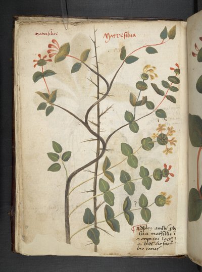 Lägg till MS 41623 f.15v A herbal, Belluno (bläck & färg på veläng) av Italian School
