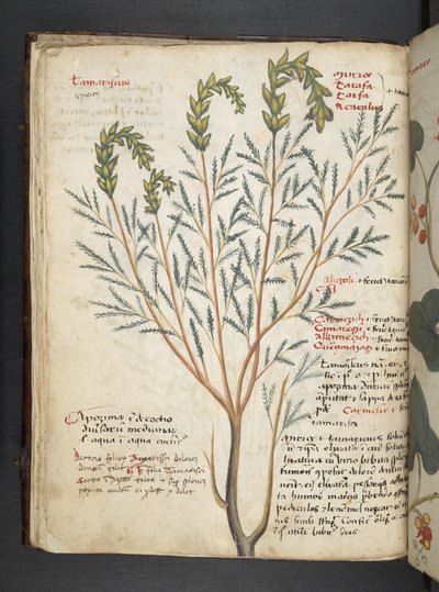 Lägg till MS 41623 f.18v A herbal, Belluno (bläck & färg på veläng) av Italian School