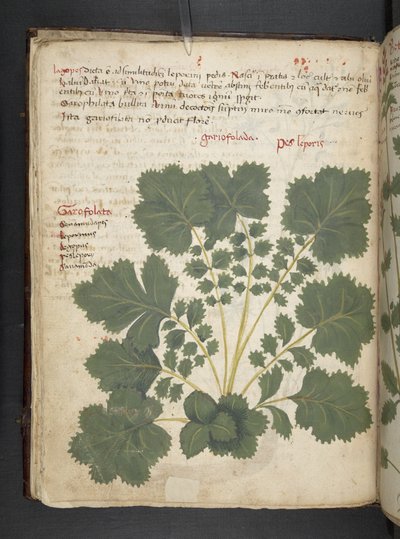 Lägg till MS 41623 f.24v A herbal, Belluno (bläck & färg på veläng) av Italian School