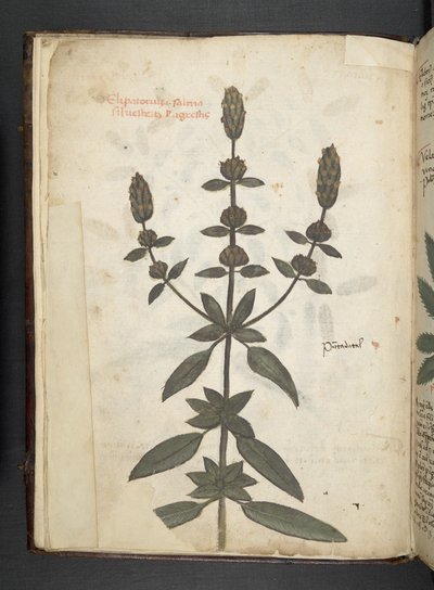 Lägg till MS 41623 f.2v A herbal, Belluno (bläck & färg på veläng) av Italian School