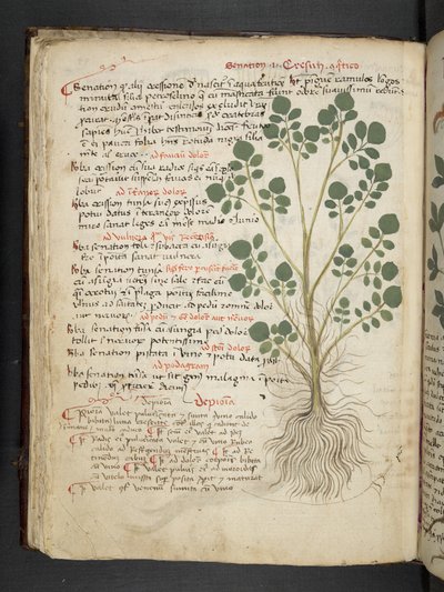 Lägg till MS 41623 f.32v 