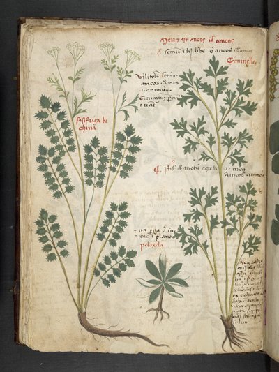 Lägg till MS 41623 f.33v 