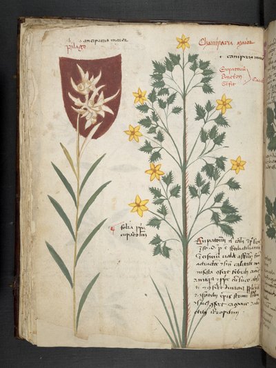 Lägg till MS 41623 f.35v 