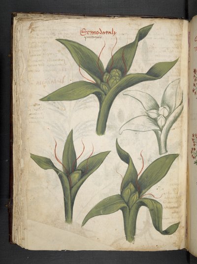 Lägg till MS 41623 f.36v 