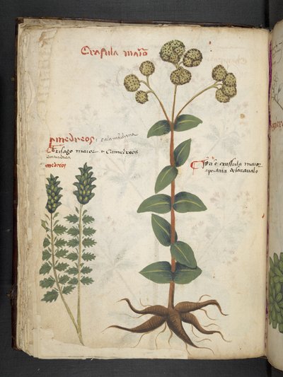 Lägg till MS 41623 f.37v 