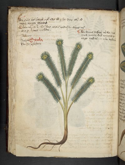 Lägg till MS 41623 f.39v 