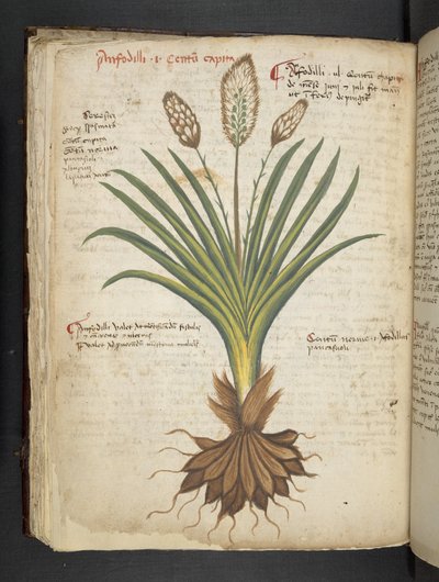 Lägg till MS 41623 f.50v 
