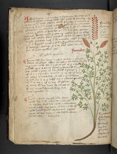 Lägg till MS 41623 f.65v 