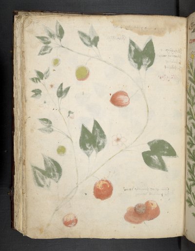 Lägg till MS 41623 f.70v 